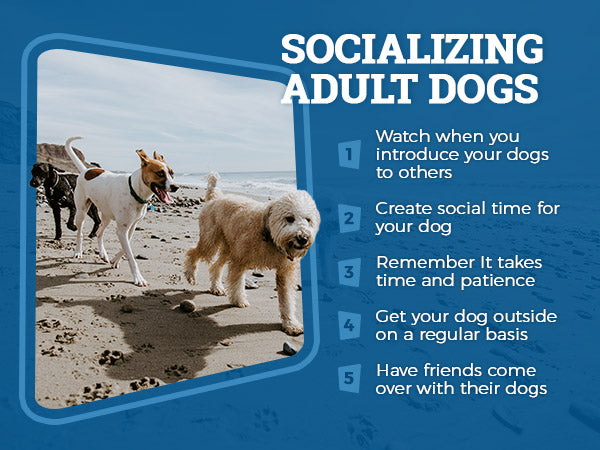 Socializing Adult Dogs