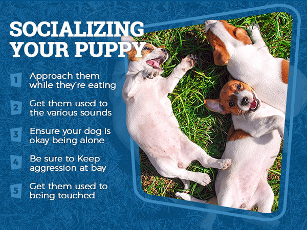 Socializing Your Puppy