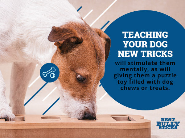 Teaching your dog new tricks