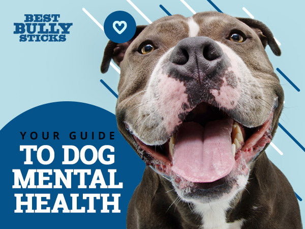 Your Guide to Dog Mental Health