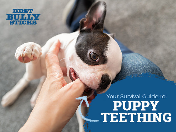 your survival guide to puppy teething