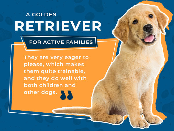 the golden retriever breed is pretty active