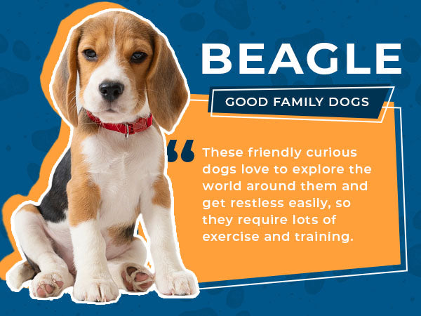 beagles are good family dogs