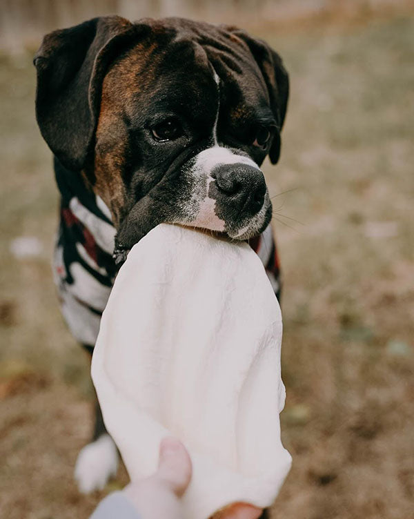 a boxer with a chew