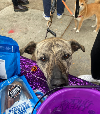 snack sticks at a community dog event