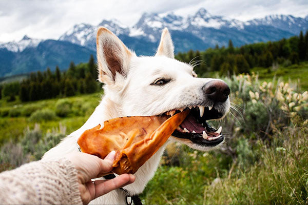 what are pig ears for dogs made of