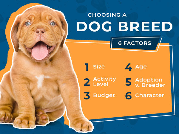 dog breed six important criteria to consider