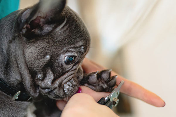 clipping dogs nails