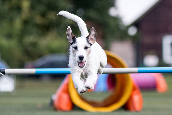 dog jumping over obstacle