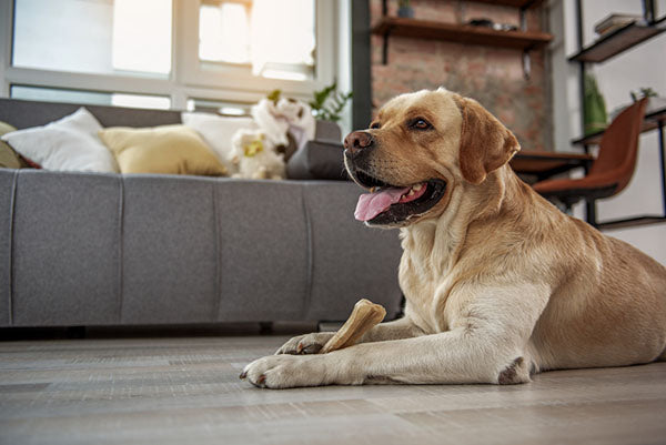 dog sitting on home floor