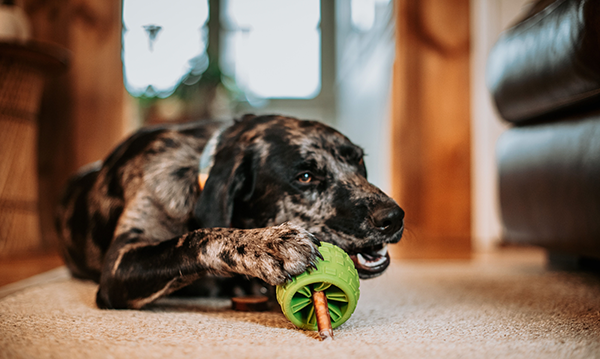 https://cdn.shopify.com/s/files/1/0302/2438/4137/files/dog-with-toy.png?v=1626293558