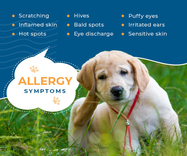 dogs allergy symptoms list