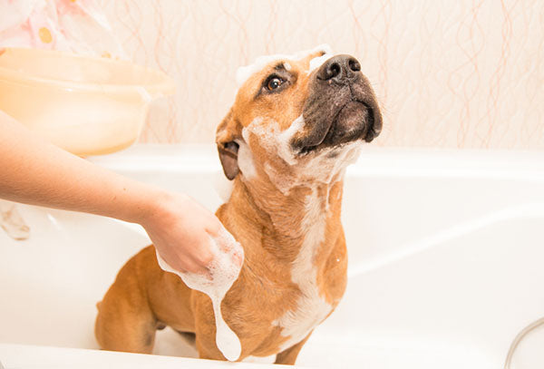 giving pup a bath