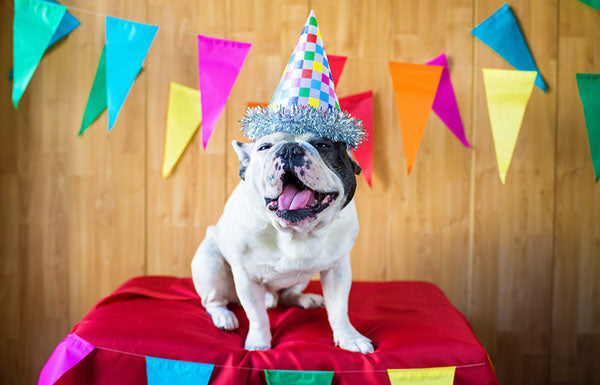 happy dog in birthday hat