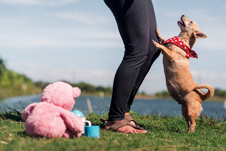 people playing with a little pet