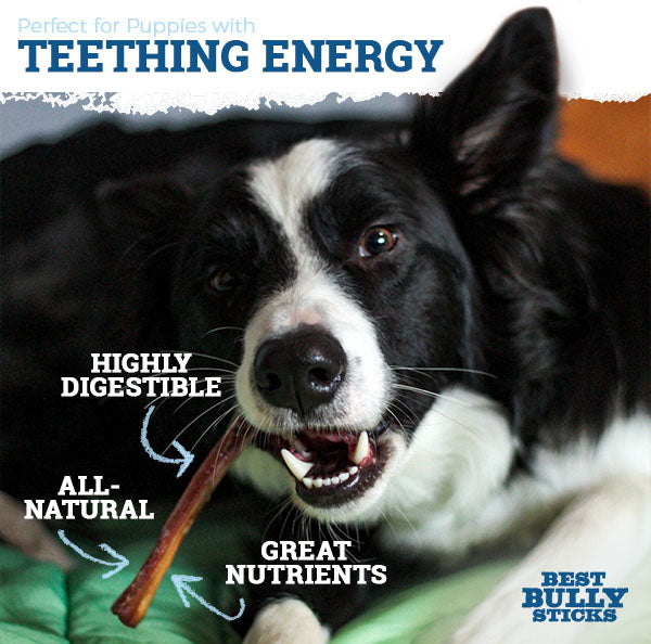 do teething puppies eat less