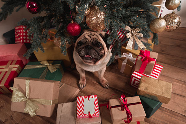 pug sitting with presents