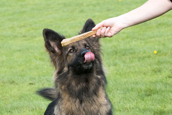 pup waiting for treat