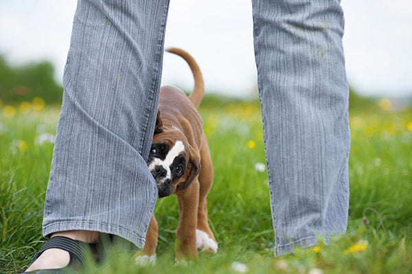 puppy biting into leg