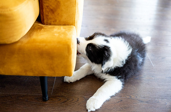 Puppy dog biting his toys and playing Border Collie Stock Photo by  leszekglasner