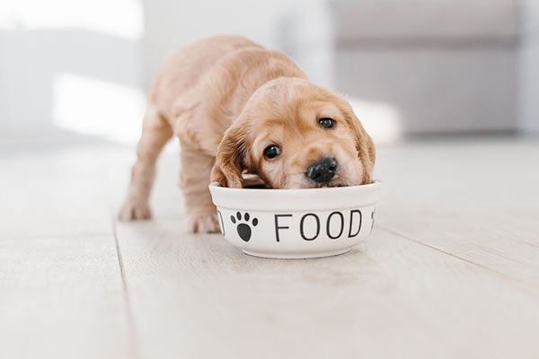 puppy eating from food dish