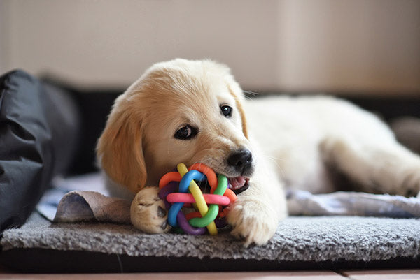 a puppy playing with a chew toy