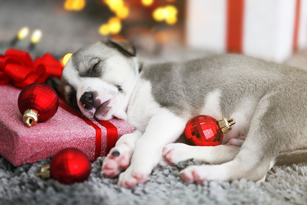 puppy sleeping on gift decor