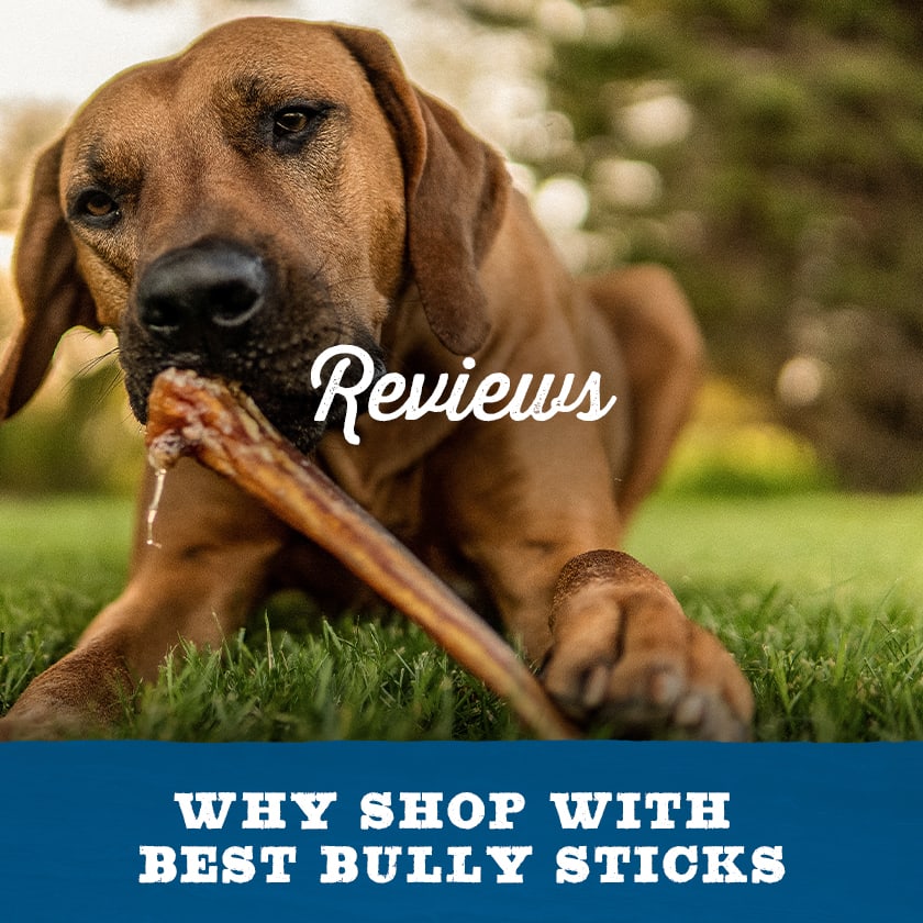 All Natural Single Ingredient Dog Chews Best Bully Sticks