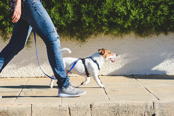 walking dog on sidewalk