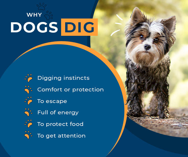 https://cdn.shopify.com/s/files/1/0302/2438/4137/files/why-dogs-dig-list.jpg?v=1666638969