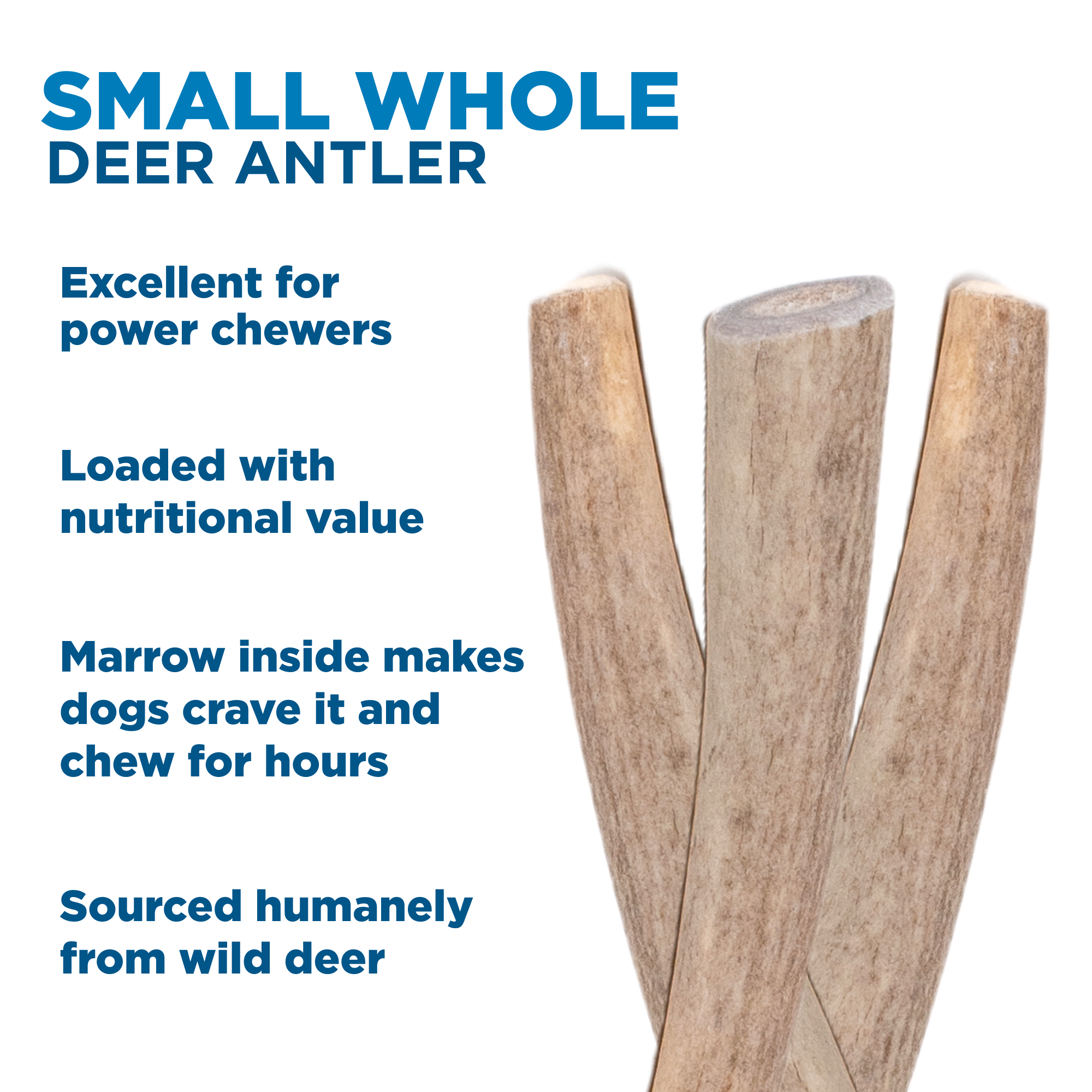 Image of Small Whole Deer Antler (1 Count)