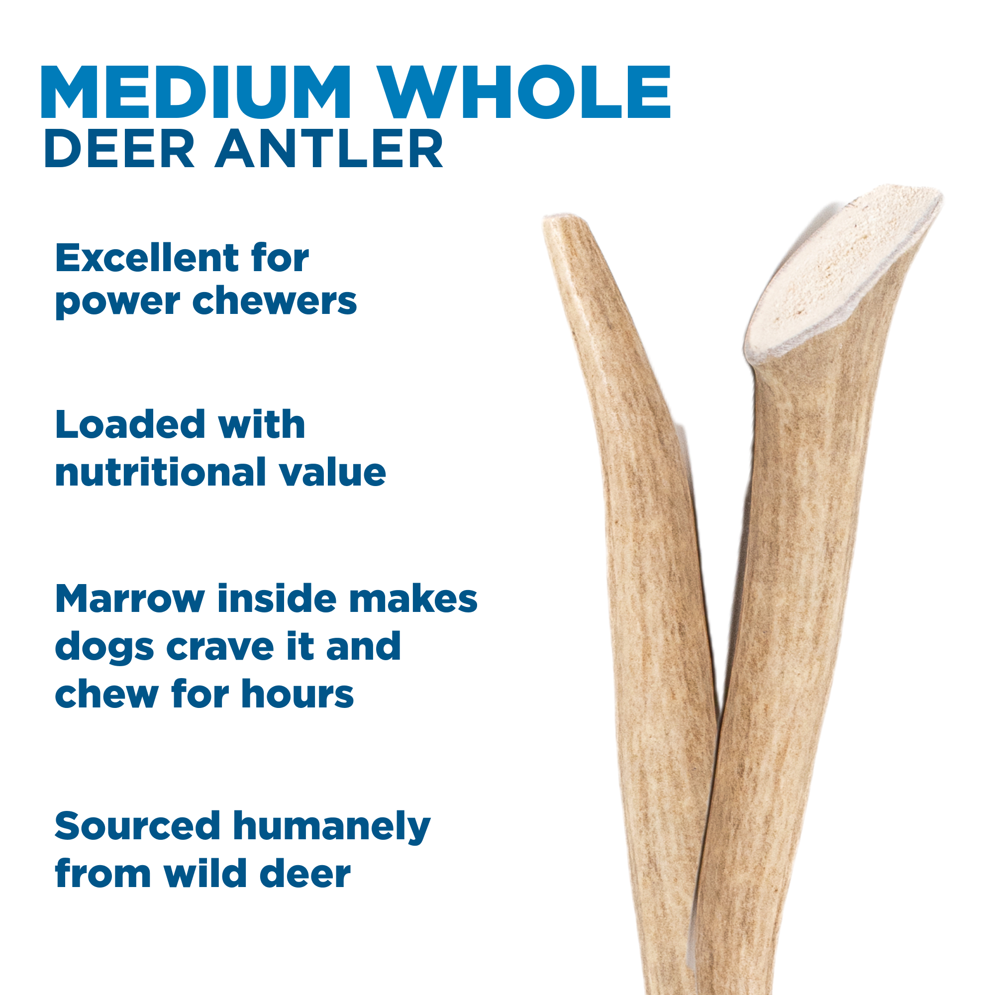 Image of Medium Whole Deer Antler (1 Count)