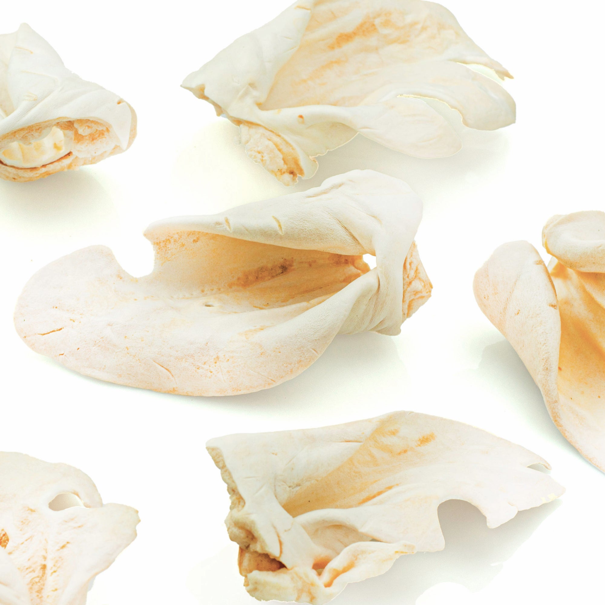 Image of Premium Thick-Cut Cow Ear (25 Pack)