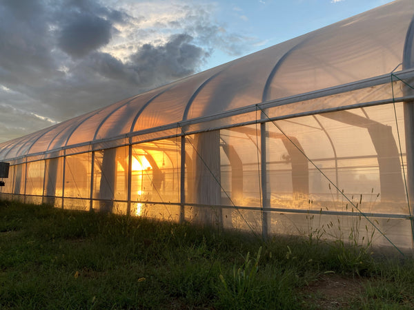 cannabis tunnel greenhouse