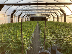 greenhouse blackout marijuana cannabis