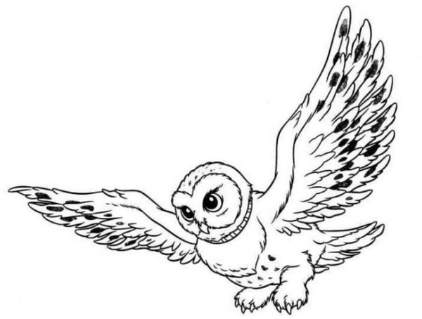 dessin de hibou ailes deployees à imprimer