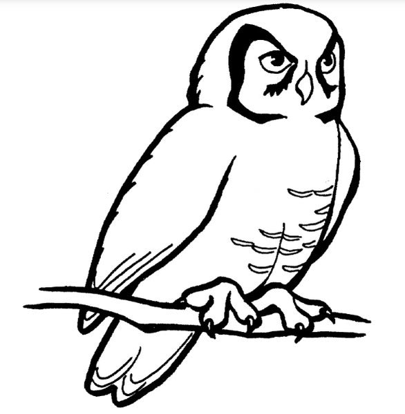 dessin hibou a imprimer realiste sur branche