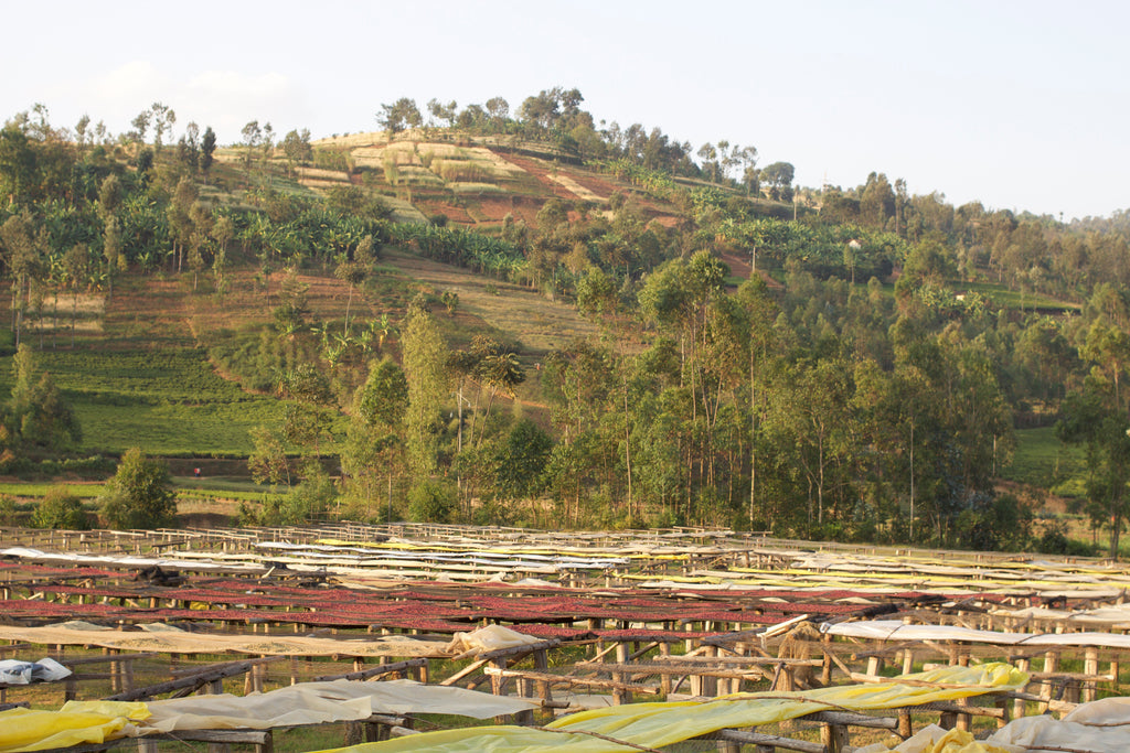 Vivid red soils visible through the greenery at Buziraguhindwa station.