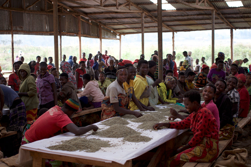 Roughly 1,000 staff members, 80% of whom are women, hand sorting your Burundian coffee!