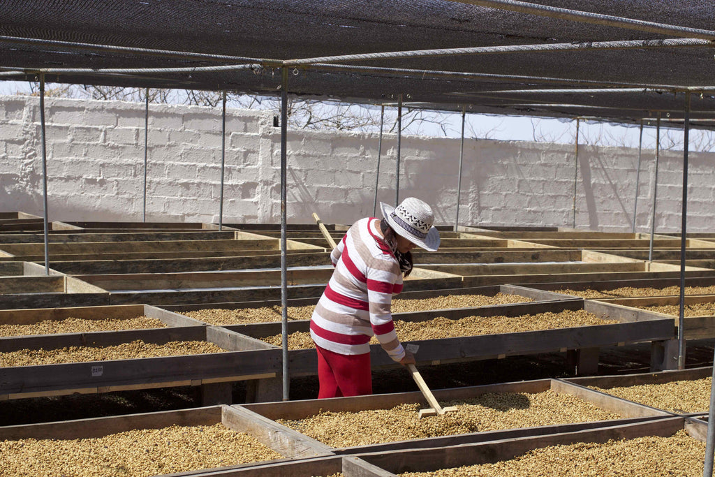 Moving pulped but unwashed parchment coffee under shade nets is sticky business.