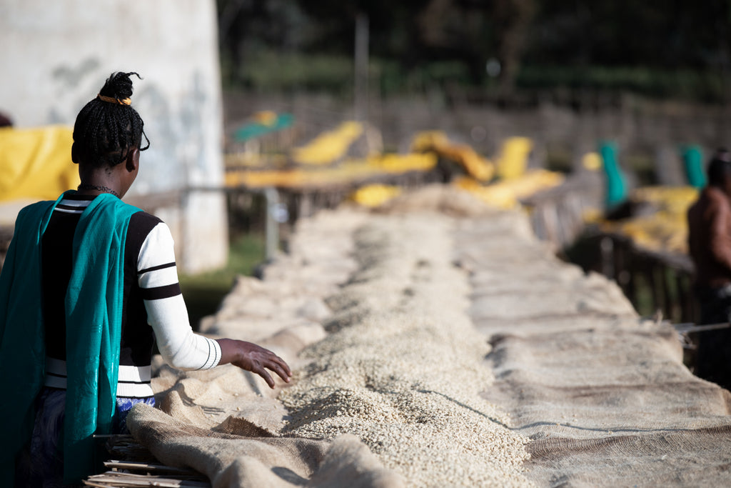 Squeaky clean parchment coffee drying on the raised beds at Snap's Raro Boda washing station in Uraga, located within Ethiopia's Guji Zone. 