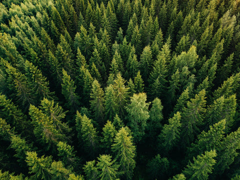 drone aerial photography of forest