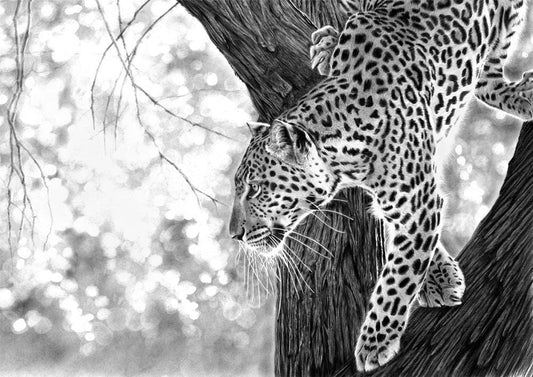 Time Out - Leopard in a Tree (vertical)