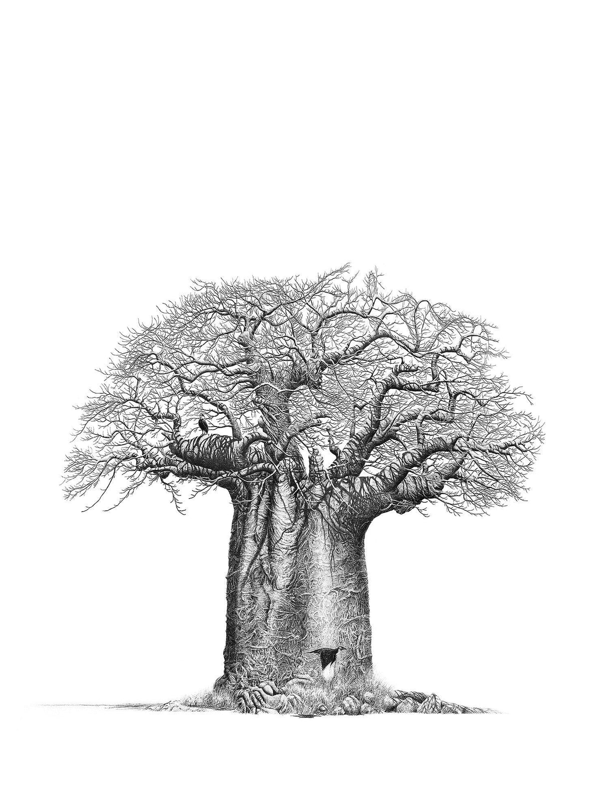 Baobab Tree Still Life with Hornbill Fine Art Portfolio