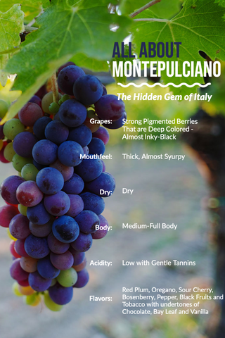 Everything Montepulciano Grape and Wine Infographic