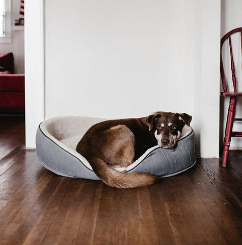 vacuum your floor every day if you have pets