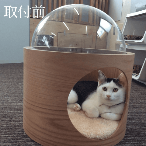 保護猫