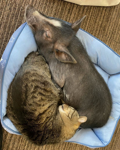猫と豚