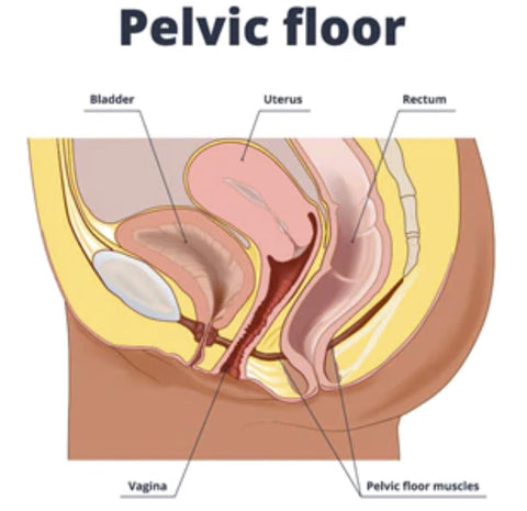 Pelvic floor