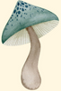 a mushroom to represent D&D druids